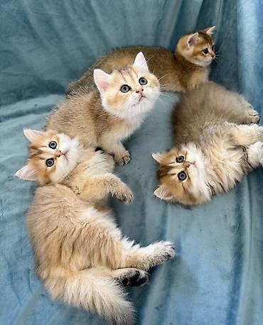 ragdoll pisik: Qızıl şinşilla — 2