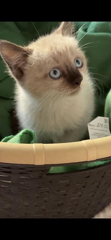 ищу кошку: Кошка даром: Сиамская, Девочка — 4