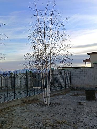 Другие декоративные деревья: 4 Елка 2 берёза сатылат бары 10миң сом Ель голубая (Picea pungens) — 10