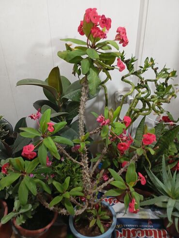 Другие комнатные растения: Малочай цветы