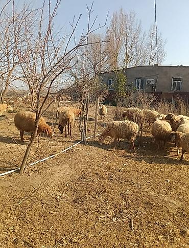 Digər kənd təsərrüfatı heyvanları: Digər kənd təsərrüfatı heyvanları — 13