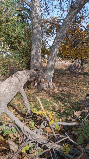 арбуз урук: Отун Жаңгак