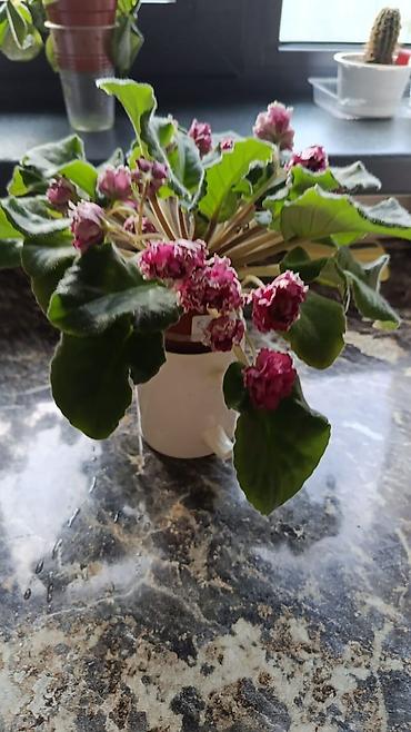 Фиалки и глоксинии: Сортовые фиалки С цветочками по 300с Без цветочков 250с Детки по 150с — 2