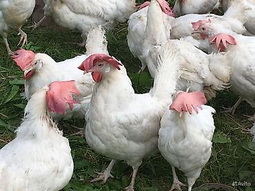 Птицы: Продаю несушек 300 голов 
1,5 года — 3