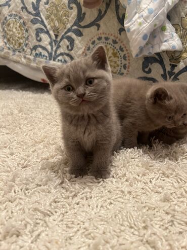 котята милые: Котята 
Британцы чистокровные 
Дата рождения 16 апреля 2024