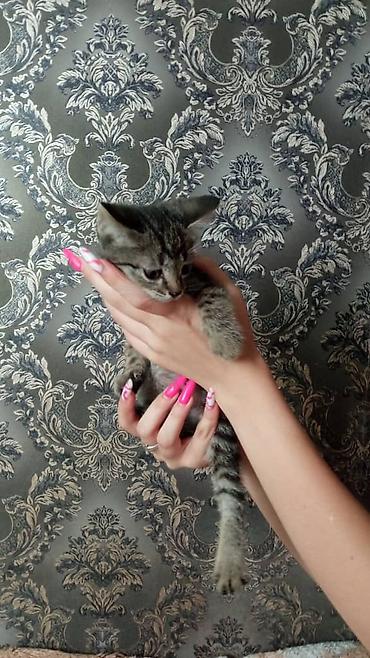 яркие: Кошка даром: Беспородная, Мальчик, Приучена к лотку — 1