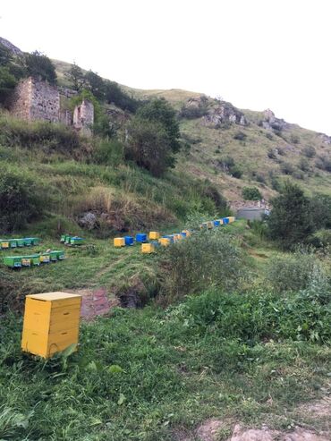 Bal: Kəlbəcər balı – dağ-çiçək və yaylaq balı, həmçinin çökə (linden) balı -da lalafo.az — 22 Bal: Kəlbəcər balı – dağ-çiçək və yaylaq balı, həmçinin çökə (linden) balı — 22