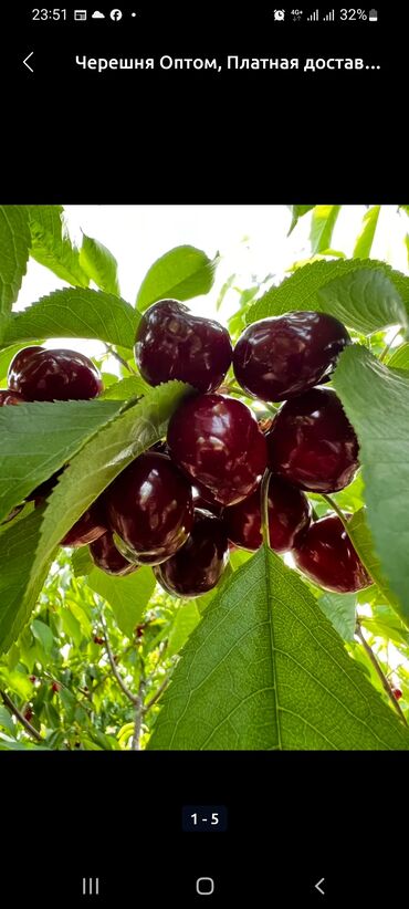 продукты оптом: Самосбор. оптом