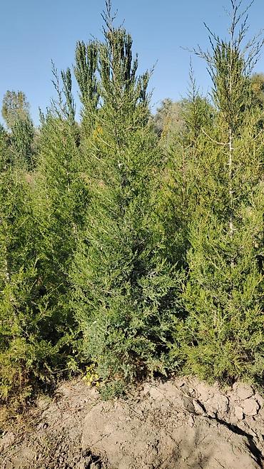 Туя: Туя — 13