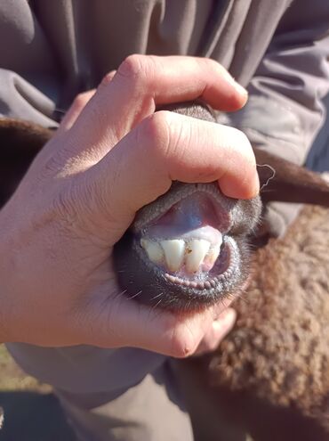 Бараны, овцы: Продаю | Овца (самка) | Арашан — 1