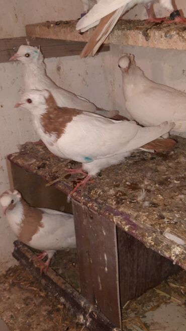 Göyərçinlər: Bawi kekili dizden cilpaq boynu qülü sari quyruqlar axi olanlarda var — 7