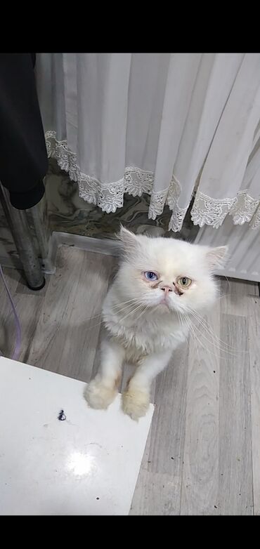 pişiy balası: Şotland, Erkək, Yaxşı əllərə, Ünvandan götürmə