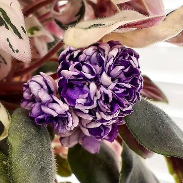 Фиалки и глоксинии: 🌱🌺🌱 Продаю сортовые ДЕТКИ стандартных, трейлерныхмини и полумини — 9