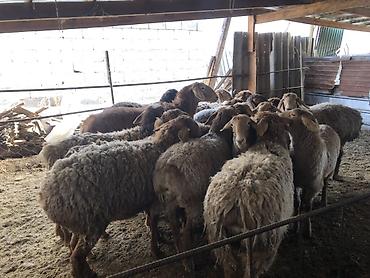 Баран, овца: Продаю | Овца (самка) | Для разведения — 6