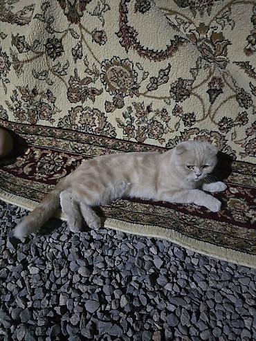 Мышыктар: Продаю Шотландская вислоухая кошка (скоттиш-фолд) мальчик 1,5годик - — 2