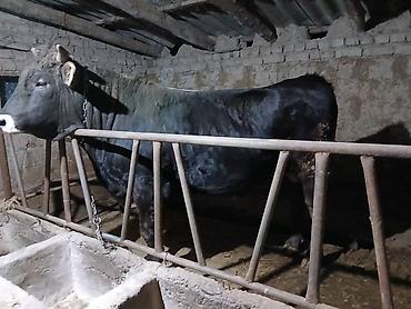 Коровы, быки: Продаю | Бык (самец) | Швицкая | На забой — 5