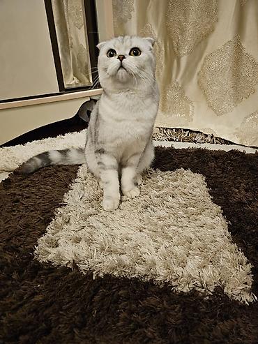 мал кат: Скотиш Фолд (Шотландиялык шалпаң кулак), 2 жаш, Ургаачы, Күмүш өңдүү шиншилла, Лотокко барууга үйрөтүлгөн — 4