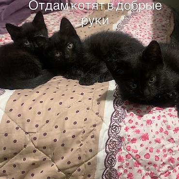 Отдам котят в добрые руки. Приучены к лотку Очаровательные черные