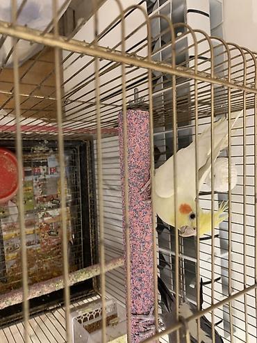 Tutuquşları: Lutilla Korella 7 ayliqdi, tam saglamdi.Erkeydi.Oz quwumun — 4