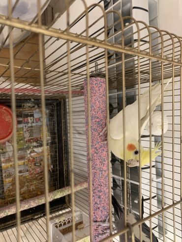 Digər quşlar: Korella erkek.
7 ayliqdi.Cox feal quwdur.Oynuyandir — 3