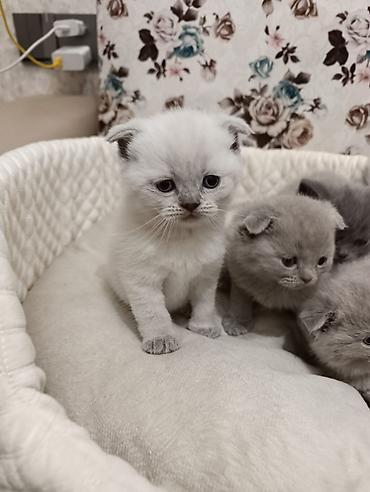 Pişiklər: Şotland, Ödənişli çatdırılma — 5