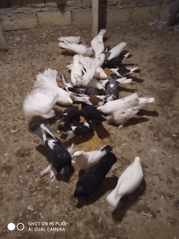 Göyərçinlər: Super göyərçinlər bu yay 7-8 saat uçan Dəniz qırağında gecədən — 8