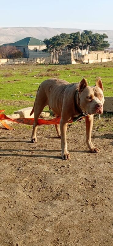 İtlər: Pitbul, 1 il, Erkek, Peyvəndli, Ödənişli çatdırılma — 5