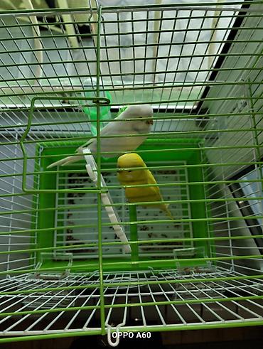 Qəfəslər: Baza ilə birgə dalğalı tutuquşu dəsti - 2 ədəd dalğalı tutuquşu (bir — 3