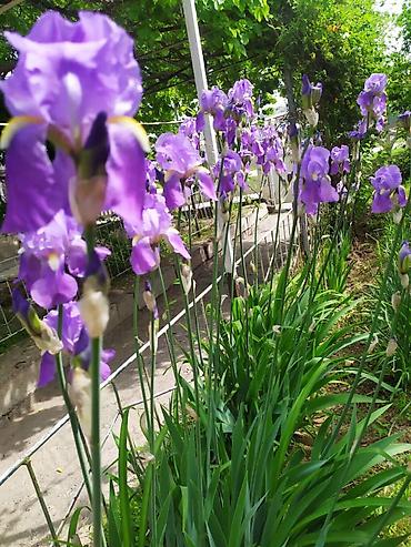 Продажа коттеджей и домов: 🏡 Продаётся просторный дом на 5–7 комнат в Таш-Кумыре Таш-Көмүр — 4