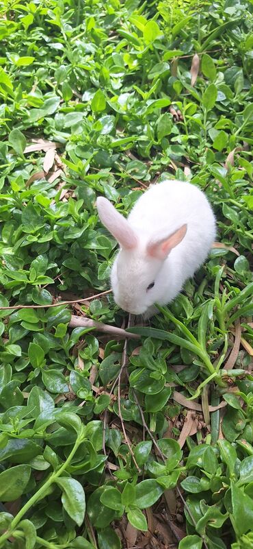 Dovşanlar: Dekorativ dovsanlar biri 15 azn — 13