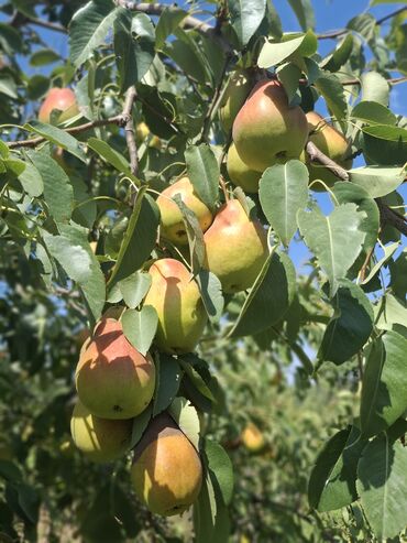 оптовые цены на продукты питания в бишкеке: Алмуруттар Чекене, Акылуу жеткирүү