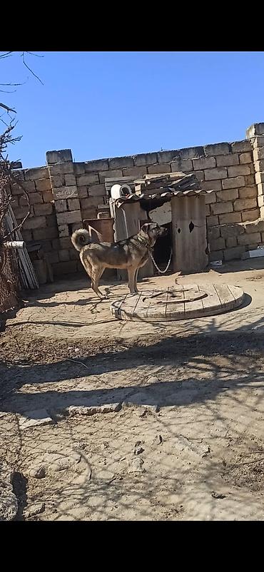 golden retriever satılır: 8 ay, Erkək, Peyvəndli, Ünvandan götürmə — 1
