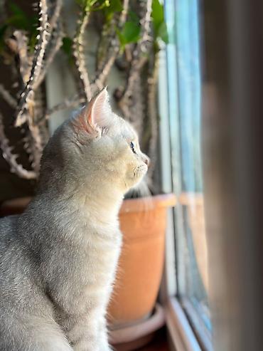 Pişiklər: Şotland yastı qulaq, Erkək, Dişi, Yaxşı əllərə, Ödənişli çatdırılma, Pulsuz çatdırılma, Ünvandan götürmə — 12