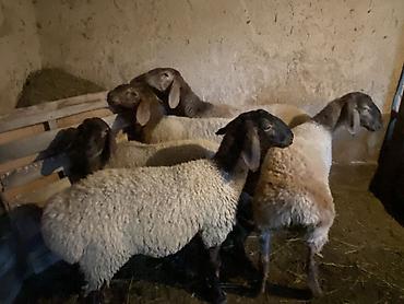 овцы афган: Продаю | Овца (самка), Ягненок | Гиссарская, Полукровка, Арашан | Для разведения — 1