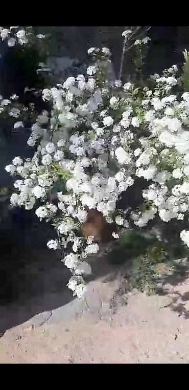 sitili: Ağ çiçəkli bəzək kolları – spirea (iyun gülü) fidanları - Bitki növü — 3