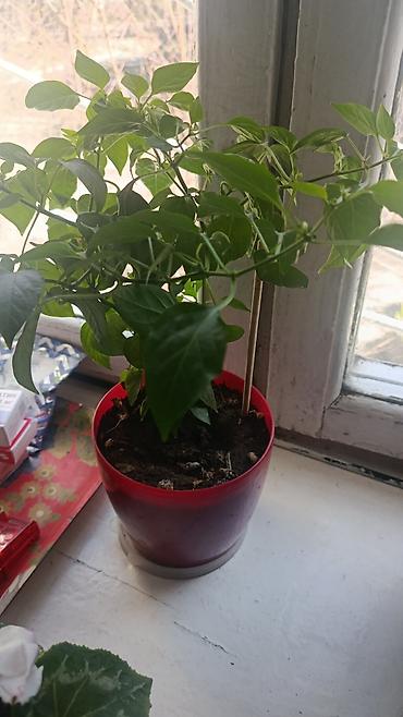 Другие комнатные растения: Элегантное домашнее растение с длинными побегами и глянцевыми зелеными — 8