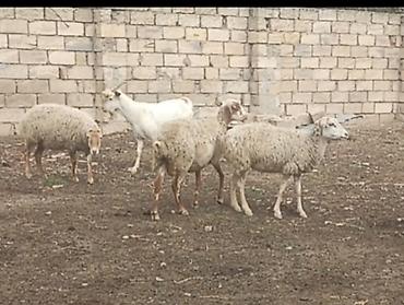 Qoyunlar, qoçlar: 3 ədəd qoyundu 1 şişəkdi 2 si cavan qoyundu 1 3aylq boğazdı 2 si 2 — 1