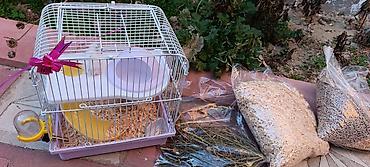 Gəmiricilər: Yeni 2mərtəbəli qəfəs 2xomyak ağ və boz🐭 qəfəsin içində Fırlanan çarxı — 1