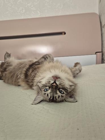 сибирский кот: Кошка даром: Сибирская, 1 год, Мальчик, Кастрирована, Приучена к лотку, Проглистована — 3