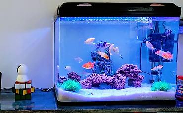akvarium filterleri: Boş, 30 l, Ödənişli çatdırılma — 2