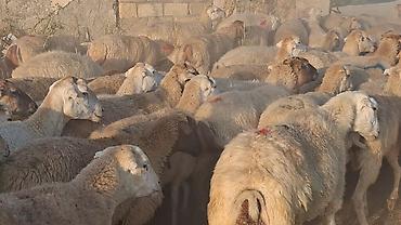 heyvanlar satışı: Qoyun sürüsü – ətlik və damazlıq üçün - Növ: yerli qarışıq — 3