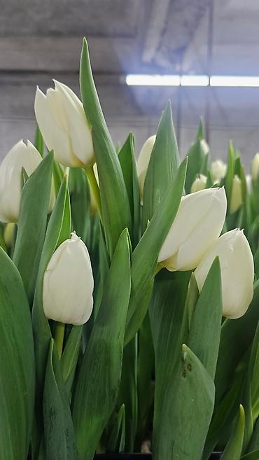 Цветы и букеты: ТЮЛЬПАНЫ ТЮЛЬПАНЫ ТЮЛЬПАНЫ. принимаем заказы на тюльпаны оптом к 8 — 8