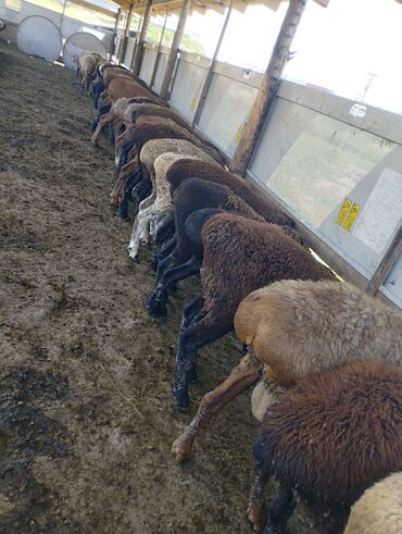 Бараны, овцы: Продаю | Овца (самка), Ягненок | На забой, Для разведения | Кастрированные, Матка, Ярка