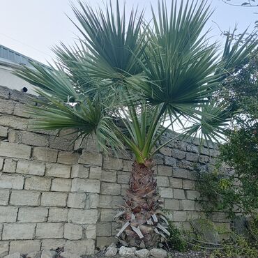 Ağaclar: Orginal Vaşinqton palmalar 10-12-illik 6-7 metrlikdi. qiymətdə — 9