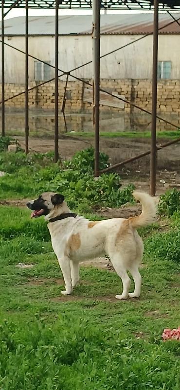 İtlər: Qurdbasar, 10 ay, Dişi, Peyvəndli — 11