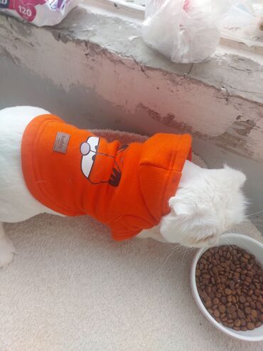 щенки в баку: Erkek sotland 8 ayliq tam baximli peyvendli baladir. Isle elagedar