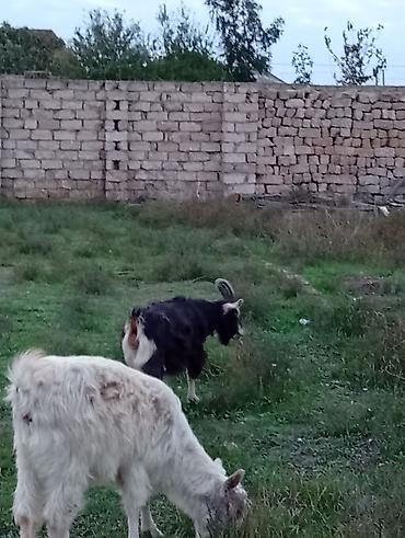 Keçilər, çəpişlər: Əvvəla salam heyvanr özumundu alverçi deyiləm qara Amerikana alpinidir — 2
