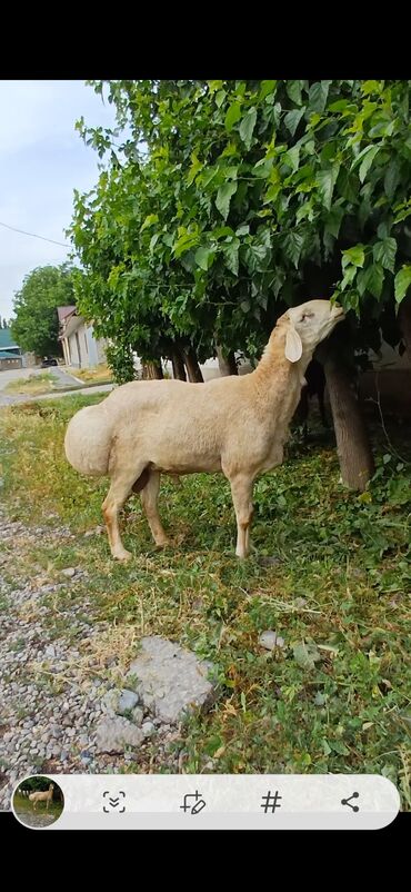 продам индоуток: 2 жаш Арашан