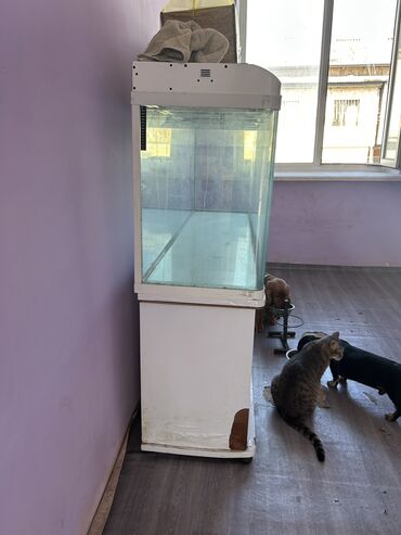 купить аквариум в баку: Akvarium-şkaf, Boş, 525 l, Ünvandan götürmə