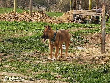 Продажа собак: Овчарка, 5 месяцев, Самка — 5